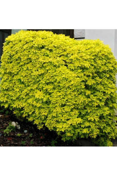 Choisya ternata Lich 